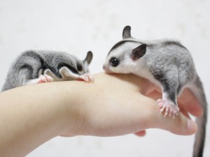 ホワイトフェイス